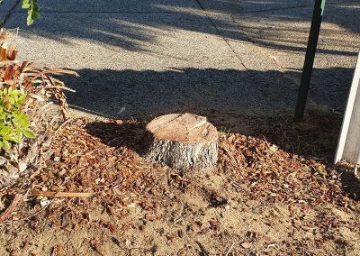 Before Stump Grinding
