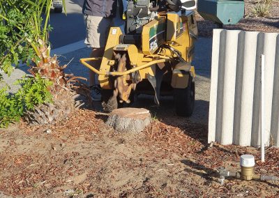 During Stump Grinding