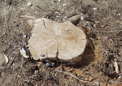 Tree Stump