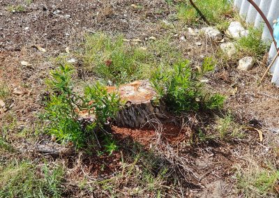 Tree Stump